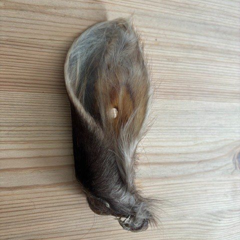 Cows ears - Hairy view 4