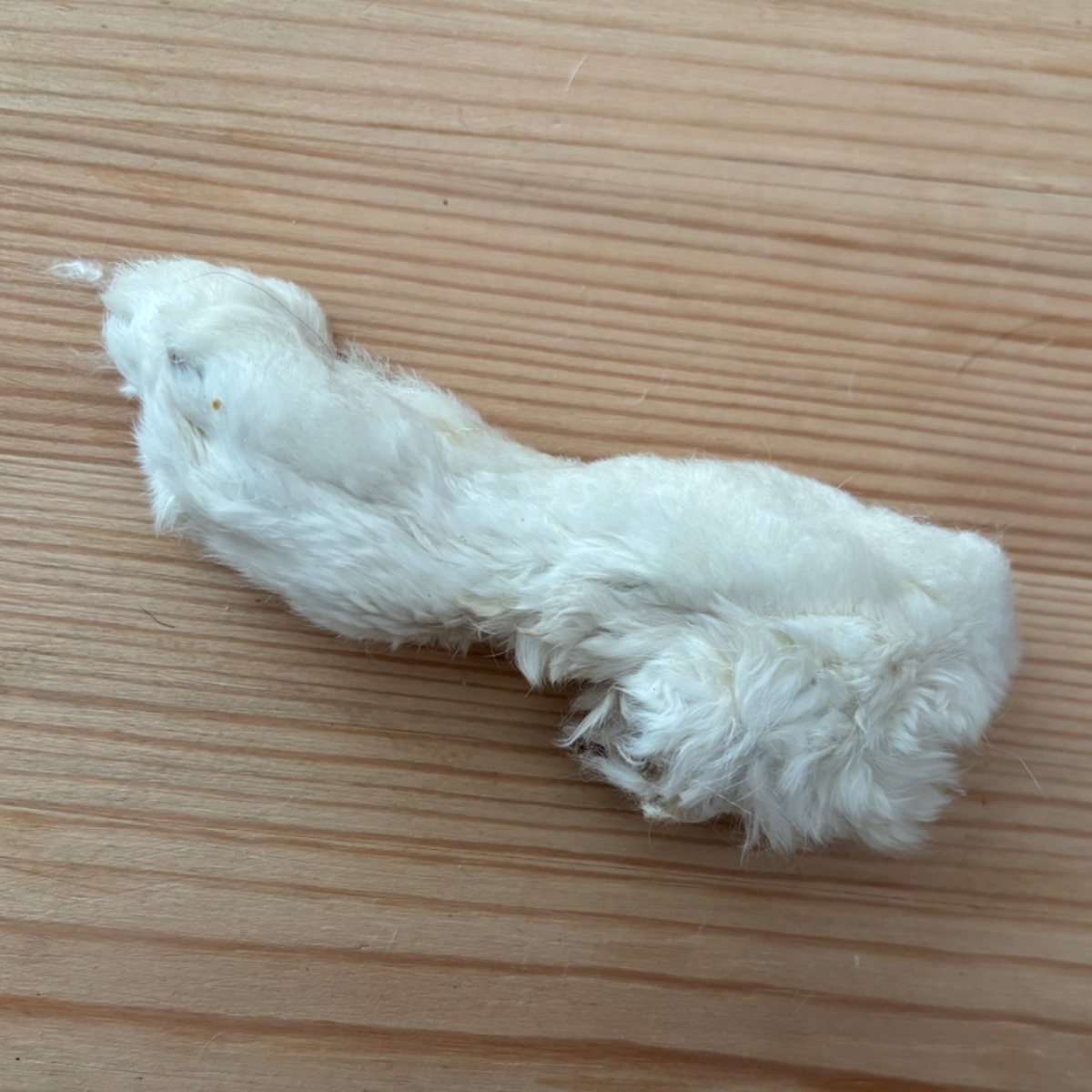 Rabbits foot with fur view 1