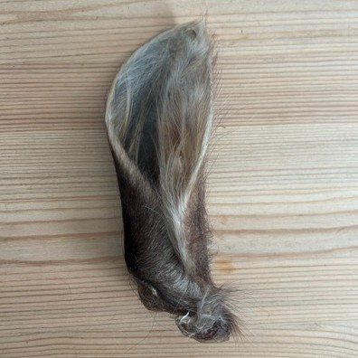 Cows ears - Hairy view 3