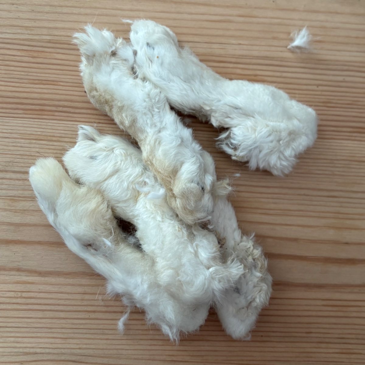 Rabbits foot with fur view 2